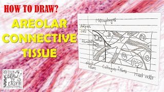 How to Draw Areolar Connective Tissue  Biology Diagrams Guide  Class 9  Class 11  Animal Tissues [upl. by Bogart]