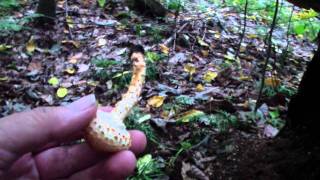 Poisonous Wild Mushrooms quotScaly Pholiotaquot [upl. by Lakim]