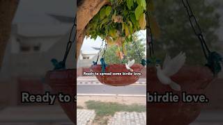 Love for birds 🦢 blue birds loveforbirds trending viralshorts trendingaudio newtrending lol [upl. by Geminian]