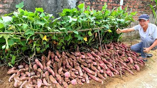 Growing Sweet Potatoes at Home for High Yield Easy for Beginners [upl. by Rafaelle]