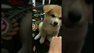 Super Cute Akita Inu is playing 😂 The cutest japanese akita inu puppy [upl. by Oranneg479]