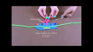 Detailed Description of Protein Translation [upl. by Irtimd]