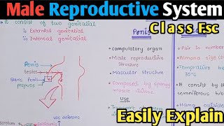 Male Reproductive System Structure  Spermatogenesis  Class 12 Biology [upl. by Ayekat]