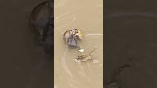 A female frog fights multiple male frogs in order to reproduce toad mating nature shorts [upl. by Hannazus278]