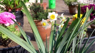 Narcissus flowers Growing and care  UrduHindi [upl. by Joceline]