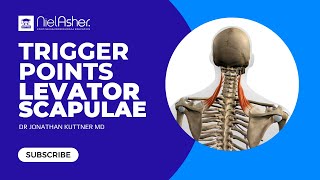 Trigger Point Therapy  Treating Levator Scapulae [upl. by Llenrahc439]