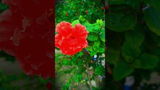 Indian Followers । Best Flower for home । flowers plants trending nature ytshorts yt farming [upl. by White706]