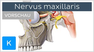 Nervus maxillaris Vorschau  Anatomie Verlauf und Funktion  Kenhub [upl. by Lemart]