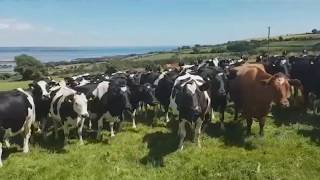 Hilarious video shows cows completely mesmerized by traditional Irish music [upl. by Traci28]