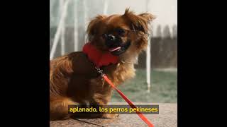 CURIOSIDADES sobre el PERRO Pekinés que te sorprenderán🐶🐾 ¡Descúbrelas [upl. by Aliam]