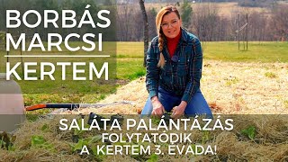 Borbás Marcsi Kertem  Saláta palántázás [upl. by Jarrett]