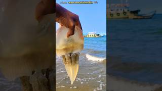 Rescue mission saved world quots of jellyfish life viral trending saving shorts [upl. by Noitna201]