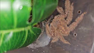 Rehousing a David Bowie huntsman spider [upl. by Wauters]