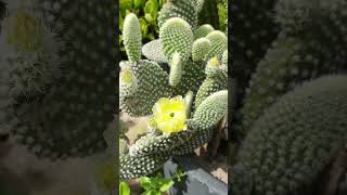 ‎flowerszoneforever Opuntia cactus in beautiful bloom flowerszone flowers cactus [upl. by Lessig]