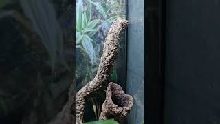 Crested Gecko Bioactive Setup [upl. by Ahsirhcal]