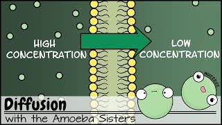 Passive vs Active Movement In and Out of Cells [upl. by Faro]