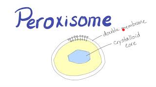 Peroxisome  What’s the function [upl. by Etsyrk]