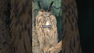 The Eurasian Eagle Owl [upl. by Reivazx]