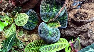 My Tropical Terrarium  Begonia darthvaderiana Labisia Turtle Back Labisia Raui and more [upl. by Ahusoj]