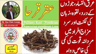 Pellitory RootPyrethrumAqar QarhaBenefits of Aqarqarhaعقرقرحا کا استعمال اور فائدے [upl. by Vassaux]