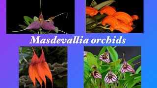 Масдеваллии в моей коллекцииОбзорMasdevallia orchids 022022 [upl. by Hadleigh]