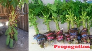 papaya air layering propagation video using cocopeat 100 [upl. by Barret759]