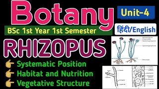 BSc 1st Year 1st Semester Botany MycologyRhizopusClassificationVegetative Structure of Rhizopus [upl. by Nimrac547]