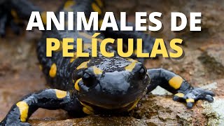 13 Animales Antiguos Conservados en Ámbar [upl. by Josler]