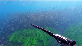 FIRST SPEARFISHING ATTEMPT AT NARROWNECK REEF [upl. by Ahsataj]