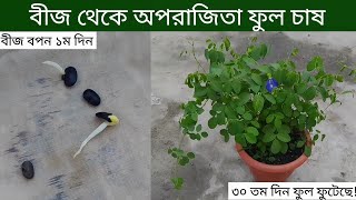 অপরাজিতা ফুল চাষ A to Z  অপরাজিতা ফুল গাছের যত্ন বীজ বপনফুল ফোটা  How to Grow Aparjita ful chas [upl. by Eckblad493]