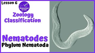 What are Nematodes  Phylum Nematoda [upl. by Norre36]