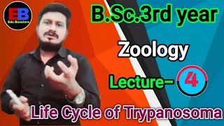 Life cycle of Trypanosoma BSc3rd year zoologyTrypanosoma notes [upl. by Sheeb]