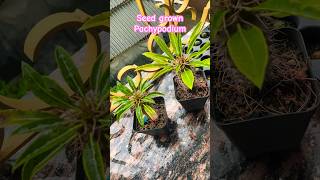 Seed grown pachypodium lamerei [upl. by Janie]