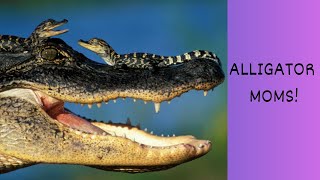 Animal Mothers Alligator Moms [upl. by Wildee]