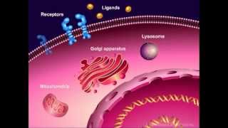 Introduction to Cancer Biology Part 1 Abnormal Signal Transduction [upl. by Kalfas377]