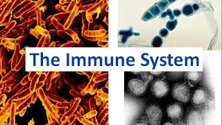 Immune System updated [upl. by Edric]