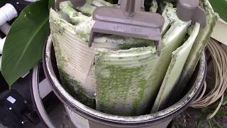 What Backwashing Leaves Behind  How To Clean Your DE Pool Filter THE EASY WAY [upl. by Brady630]