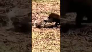 Crocodile Attacks on Baboons [upl. by Danialah]