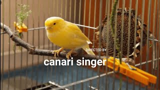 Le plus beau Chant du Canari pour lécolage [upl. by Gilbertson]