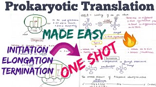 Translation in Prokaryotes Initiation Elongation Termination  Made Easy🤩molecularbiology [upl. by Giorgia]