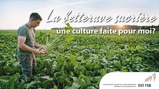 La betterave sucrière – une culture faite pour moi SVZFSB [upl. by Atiuqa]