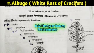 Albugo part1  White Rust of Crucifers  Albugo Structure and Reproduction BSc 1st year Botany [upl. by Aicnom130]