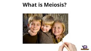 What is Meiosis In only 2 minutes [upl. by Aset]