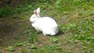 bunnybunbun the rabbit hopping around the yard [upl. by Kylstra307]