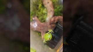 Fleischmanns Glass Frog greetings [upl. by Emmerich]