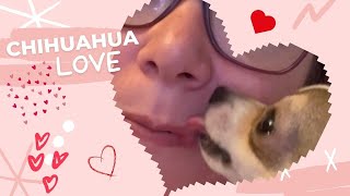 Chihuahua Love [upl. by Zeiler]