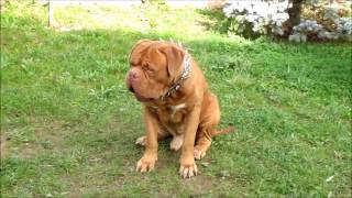 Dogue De Bordeaux French Mastiff Playing funny Babu [upl. by Clarhe996]