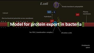 Protein export in bacteria [upl. by Yruy]