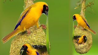 How do baya weaver birds build their nest amp how many days do they complete nest  Vital Wildlife 4k [upl. by Brighton849]