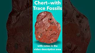 Sedimentary Chert Rock with Trace Fossils IDd [upl. by Omolhs57]